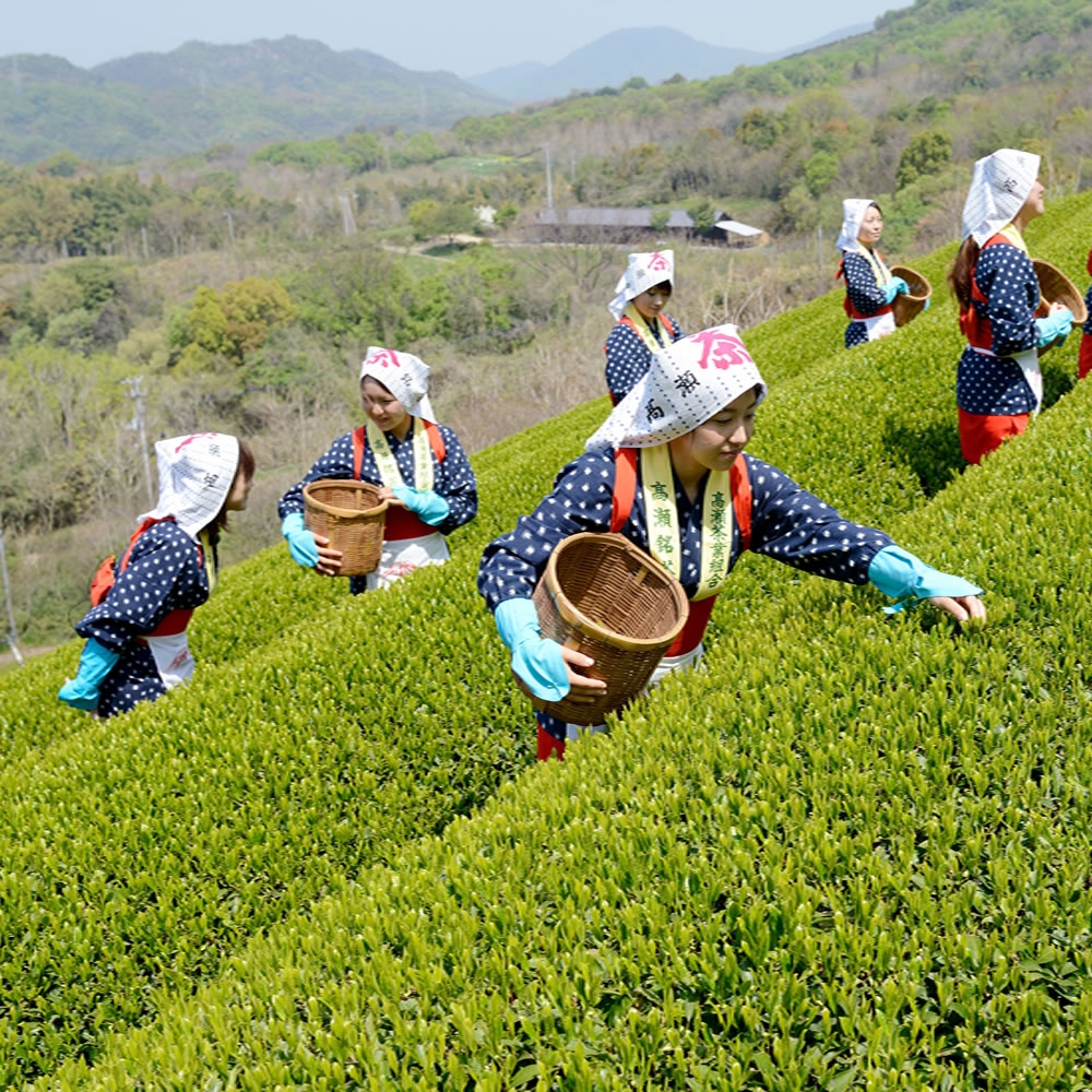 一杯好的茶，會讓您喝了持續的回甘，總是想起那味道。
