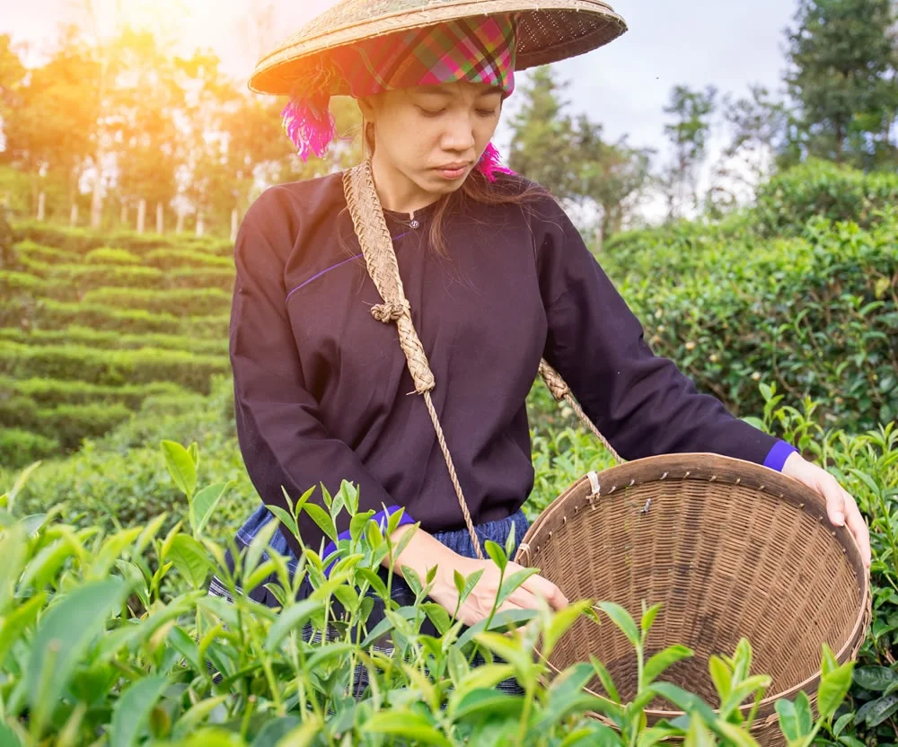 只要下午Tea time時，總能想起的放鬆好茶．這就是思茶的魔力。