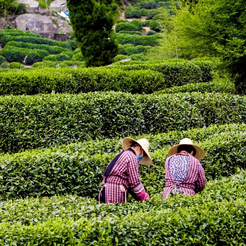 自家茶園種植
