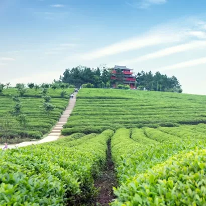 茶乾外觀【形狀】