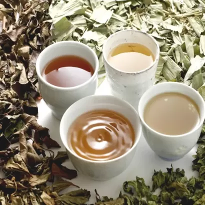 茶葉品評一級 Tea Tasting L1
