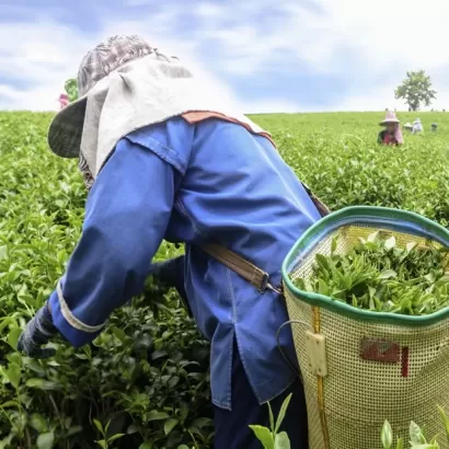 茶湯
